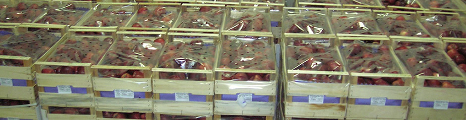 Libya fruit markets